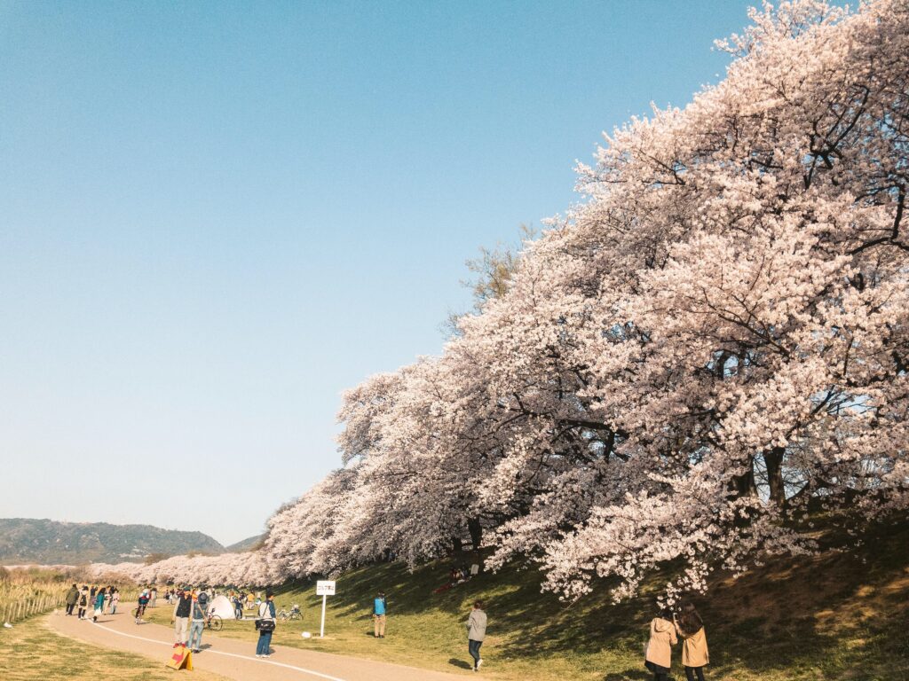 Original photo of cherry blossoms at Sewaritei, Kyoto. Full-bloom sakura trees along the embankment under a clear blue sky, with people enjoying the spring view. Used for the photo embroidery artwork “Cherry Blossoms at Sewaritei.”