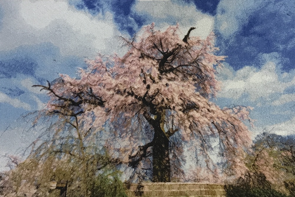 京都、円山公園の枝垂れ桜のフォト刺繍。後に制作する背割提の桜に大きな影響があった作品。